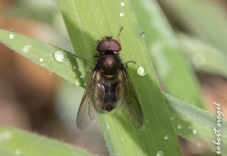 Coast BioBlitz 2025